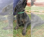 Small Photo #2 Shepadoodle Puppy For Sale in MOORE, ID, USA