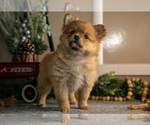 Small #1 Pomeranian