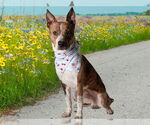 Small #1 Catahoula Leopard Dog Mix