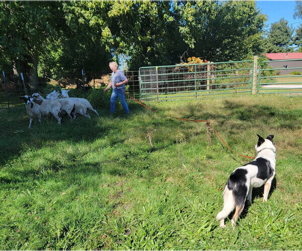 Medium Photo #27 Border Collie Puppy For Sale in Highland, IL, USA