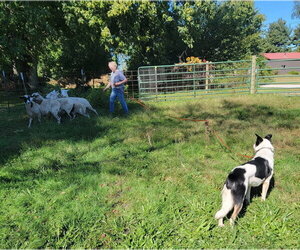 Toby - Male Border Collie Dog for Adoption - Photo #27