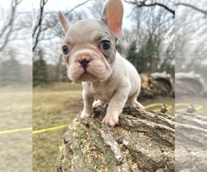 French Bulldog Puppy for sale in BROOKLYN PARK, MN, USA