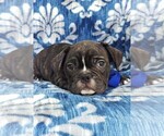 Small Photo #6 French Bulldog Puppy For Sale in LANCASTER, PA, USA