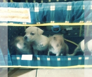 Chihuahua Dogs for adoption in YOUNGTOWN, AZ, USA