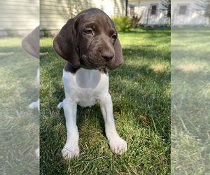 German Shorthaired Pointer Puppy for sale in WORLAND, WY, USA