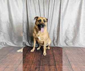 German Shepherd Dog-Mastiff Mix Dogs for adoption in McKinney, TX, USA