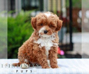 Cavapoo (Miniature) Puppy for sale in LITITZ, PA, USA