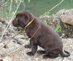 Small Photo #10 Labrador Retriever Puppy For Sale in MANSFIELD, MO, USA