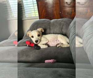 Jack Russell Terrier Dogs for adoption in Oakhurst, NJ, USA