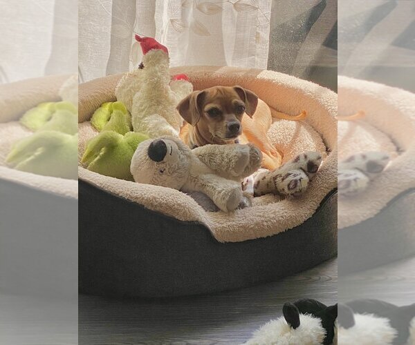 Medium Photo #3 Chihuahua-Unknown Mix Puppy For Sale in  Ramona, CA, USA
