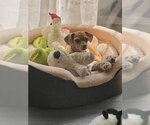 Small #2 Chihuahua Mix