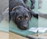 Small #7 Wirehaired lab