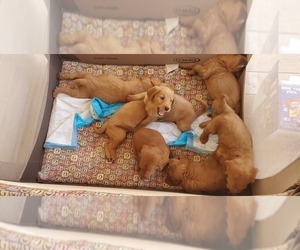Labradoodle Puppy for Sale in TRAPHILL, North Carolina USA