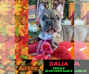 French Bulldog Puppy for sale in HEATHROW, FL, USA