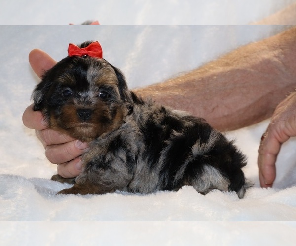 Medium Photo #1 ShihPoo Puppy For Sale in DYERSBURG, TN, USA