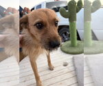 Small #1 Mutt