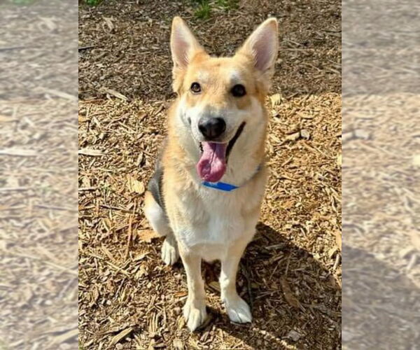 Medium Photo #1 Mutt Puppy For Sale in Ball Ground, GA, USA