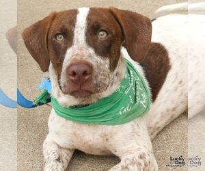 Lasagna - Male Dachshund-Pointer Mix Dog for Adoption - Photo #7