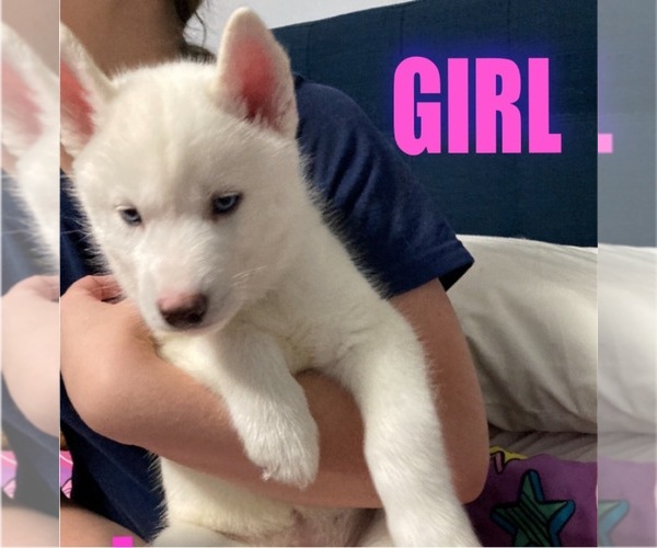 Medium Photo #2 Siberian Husky Puppy For Sale in BAY MINETTE, AL, USA