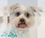 Virginia - Female Poochon Dog for Adoption - Small photo