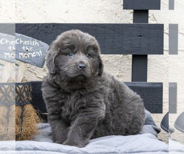 Medium Photo #7 Newfoundland Puppy For Sale in KINZERS, PA, USA