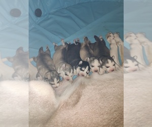 Siberian Husky Puppy for sale in KANSAS CITY, MO, USA
