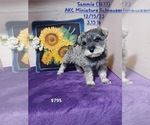 Puppy Sammie Schnauzer (Miniature)