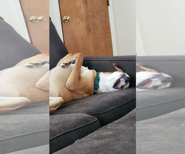 Medium Photo #6 Retriever -Unknown Mix Puppy For Sale in Holly Springs, NC, USA