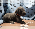 Small Photo #3 Cane Corso Puppy For Sale in WATERBURY, CT, USA
