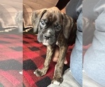 Small #8 Boxer