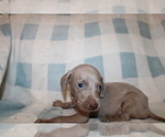 Small #3 Weimaraner
