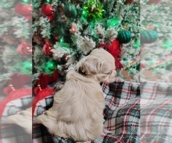 Medium Photo #5 Maltipoo (Miniature) Puppy For Sale in SAN ANTONIO, TX, USA