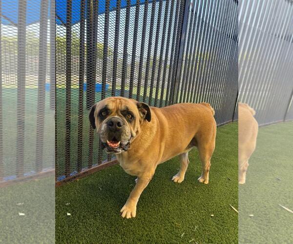 Medium Photo #7 Bulldog-Unknown Mix Puppy For Sale in Rockwall, TX, USA