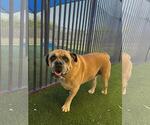 Small Photo #7 Bulldog-Unknown Mix Puppy For Sale in Rockwall, TX, USA