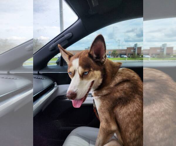 Medium Photo #5 Siberian Husky Puppy For Sale in Carrollton, TX, USA