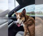 Small Photo #5 Siberian Husky Puppy For Sale in Carrollton, TX, USA