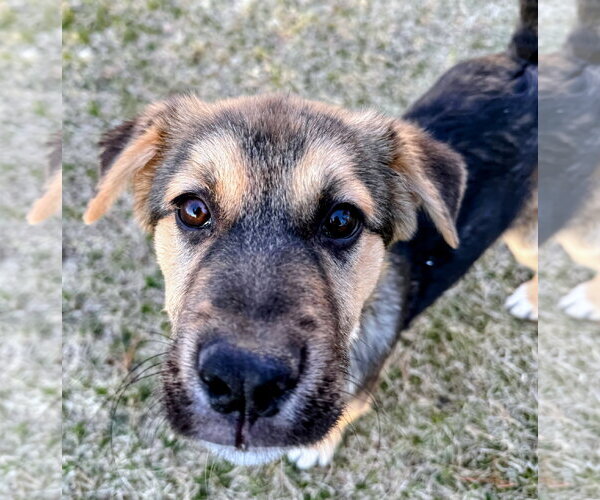 Medium Photo #1 Mutt Puppy For Sale in Cottage Grove, MN, USA