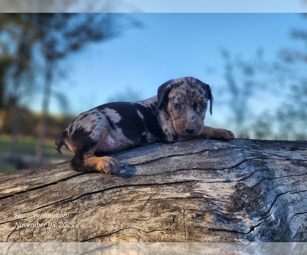 Medium Photo #8 Catahoula Leopard Dog Puppy For Sale in CUMBY, TX, USA