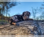 Small #7 Catahoula Leopard Dog