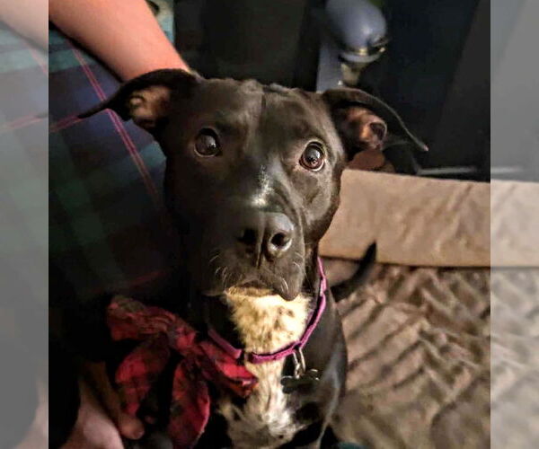 Medium Photo #2 American Pit Bull Terrier-Labrador Retriever Mix Puppy For Sale in Woodbury, NY, USA