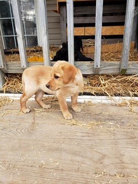 Medium Photo #5 Labrador Retriever Puppy For Sale in HARTVILLE, MO, USA