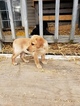 Small Photo #5 Labrador Retriever Puppy For Sale in HARTVILLE, MO, USA