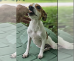 Small #3 Chihuahua Mix
