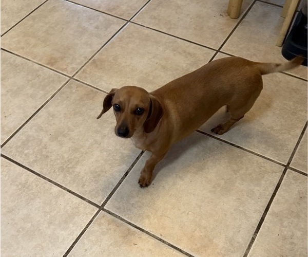 Medium Photo #1 Dachshund Puppy For Sale in DOTHAN, AL, USA