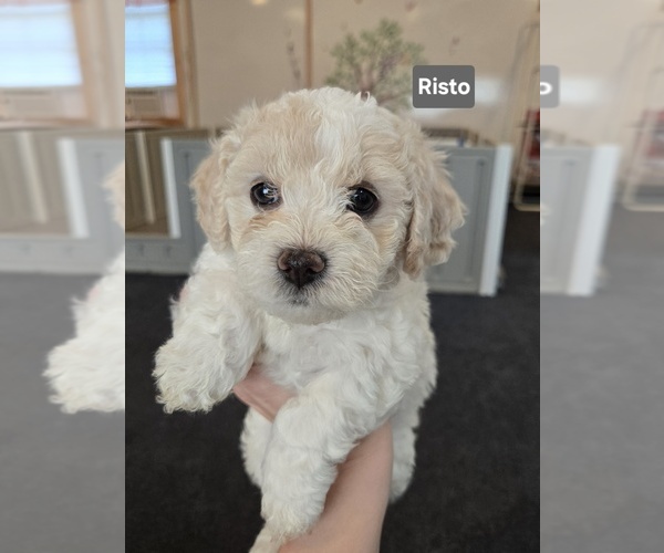 Medium Photo #1 Bichon Frise-Cockapoo (Toy) Mix Puppy For Sale in BATTLE GROUND, WA, USA
