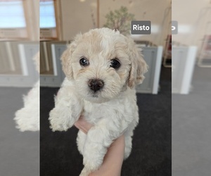 Bichon Frise-Cockapoo (Toy) Mix Puppy for sale in BATTLE GROUND, WA, USA