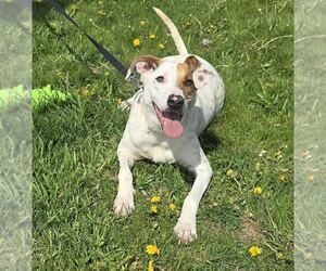 Pointer-Unknown Mix Dogs for adoption in Oskaloosa, IA, USA