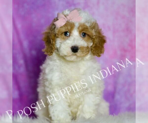 Medium Photo #1 Poodle (Toy) Puppy For Sale in WARSAW, IN, USA