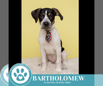 Small #7 Beagle Mix