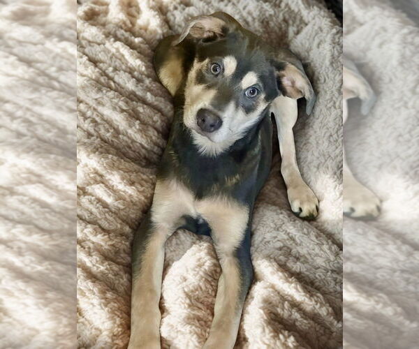 Medium Photo #4 Labrador Retriever-Unknown Mix Puppy For Sale in San Diego, CA, USA